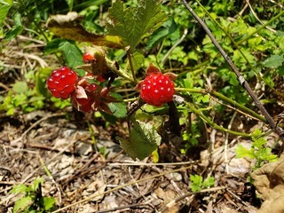 20200801_123832.jpg