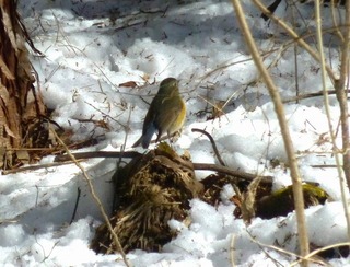 鳥.jpg