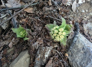 IMG_20180317_162514.jpg