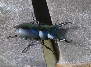 P1080689-2.jpg