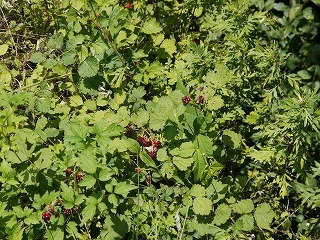 P1090951.jpg